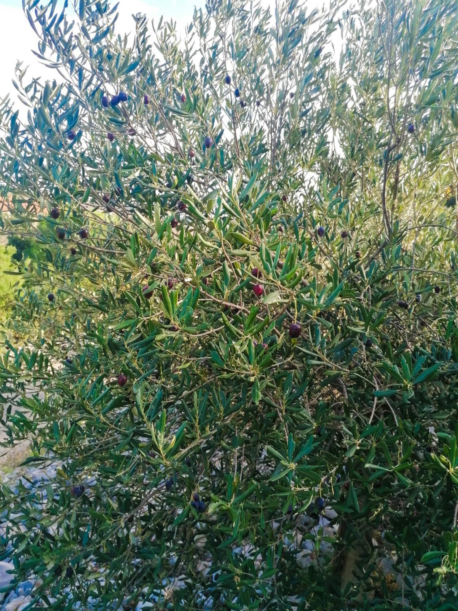 Vila Dolani Klek Esterno foto